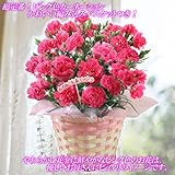 �����������̵���ۥ����͡�����󡦥ԥ󥯷�5��ȭ�ڤ��Ϥ���5��7���ʲСˡ�5��12�������ˡۡ�����̵���ۡڻͤ��դΥ������С��庬�դ���