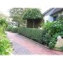 Liguster-Hecke, 20 Pflanzen, im Bund balliert, von Amazon.de Pflanzenservice
