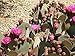 *NEW*SWEET FRUIT* RED CACTUS PEAR *5 seeds*RARE* #1035