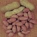 Virginia Jumbo Peanut 10 Seeds - The best name in peanuts for as long as many of us care to remember, among the best quality for eating Peanut Virginia Jumbo "leguminosae" Virginia Jumbo 10 Seeds