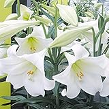 国華園　球根　ユリ　鉄砲ユリ　ホワイトヘブン　2球