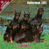 2009 Doberman (US) Wall Calendar