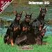 2009 Doberman (US) Wall Calendar