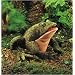 Folkmanis Toad Puppet