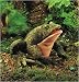 Old Grandfather Toad