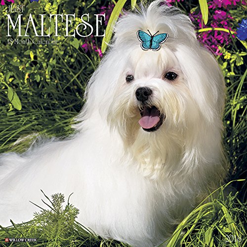 2016 Just Maltese Wall Calendar
