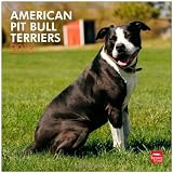 American Pit Bull Terriers 2013 - Pit Bulls - Original BrownTrout-Kalender