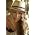 Vignette de Colbie Caillat