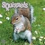 SQUIRRELS 2010 Wall Calendar #30148-10