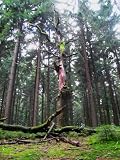 Baum Mauspad (316)