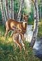 Dimensions PaintWorks/Paint By Number White Tailed Deer