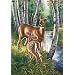 Dimensions PaintWorks/Paint By Number White Tailed Deer