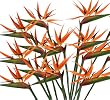 12 Pieces of 36" Bird of Paradise Artificial Bendable Flower Sprays