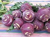 Early Purple Vienna Kohlrabi 800 Seeds