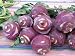 Early Purple Vienna Kohlrabi 800 Seeds