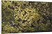 Canvas Prints of ROG-12161 Common Salvinia - a floating water fern. Invasive in North America, from Ardea Wildlife Pets