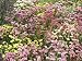 Limonium Sinuatum, Statice Flowers Suitable for Drying Blakeney, Norfolk, September P...