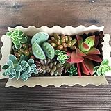 多肉植物　寄せ植えセット