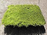 【ハイゴケ 40×35】 苔玉 庭園 テラリウムなどに