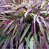 Naomi Japanese Forest Grass -Hakonechloa- Shade Lover