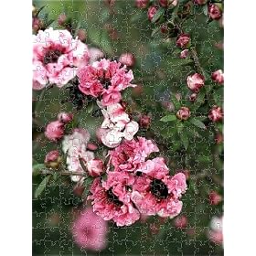 Jigsaw Puzzle of LEPTOSPERMUM SCOPARIUM DOUBLE PINK FORM from Garden World Images