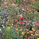 Wildflower Seedballz Annuals, Biennials and Perennials - 2 bag set - 16 Balls