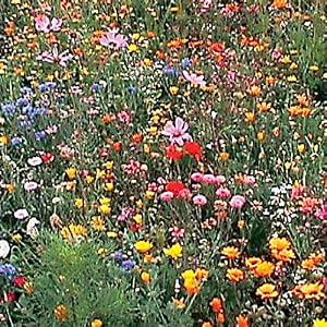 Wildflower Seedballz  : gift ideas wildflowers gifts soil seeds