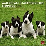 American Staffordshire Terriers 2011 Square 12X12
