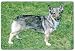 Swedish Vallhund Cutting Board