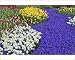 Photographic Prints of Daffodils and Grape from Danita Delimont