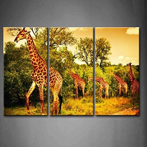 Canval prit painting 3 Panel Wall Art Yellow Orange A South African Giraffes Big Family Graze In The Wild Fores Eating Leafs Grass Small Road Pictures Print On Canvas Animal The Picture piece