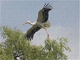 Jigsaw of White Stork in flight - At Het Zwin Nature Reserve from Ardea
