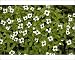 Photographic Prints of Dwarf cornel from Ardea Wildlife Pets
