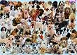 Ravensburger Dogs Galore - 1000 Piece Puzzle