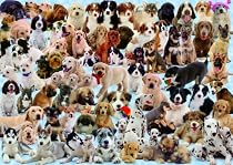 Ravensburger Dogs Galore! 1000 piece jigsaw puzzle