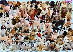 Ravensburger Dogs Galore - 1000 Piece Puzzle