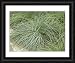 Framed Print of FESTUCA FESTINA from Garden World Images