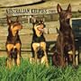 Australian Kelpies 2009 Square Wall Calendar