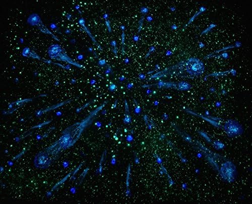 CEILING MURAL: "Luminous Starburst" Glow in the Dark Star 8 SQ FT Mural Wall Hanging Invisible by Day Stars Glow and twinkle all night long