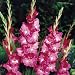 Gladiolus Rose Laguna - 30 flower bulbs