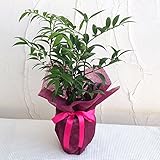 [ギフトに]梛（ナギ）の木4号陶器鉢植え・ラッピング付き