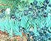 Vincent Van Gogh Irises Flower Gough Art Poster Print - 20\