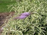 Amazon / Hirts: Butterfly Bush: Summer Skies Butterfly Bush - Buddliea - Potted - Proven Winners