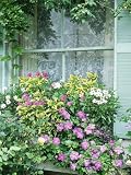 Summer Window Box, Petunia, Osteopermum, Window, Shutter, Lace Curtain Photographic Poster Print by Lynne Brotchie, 42x56