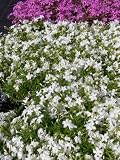 Eigenschaften Dachstauden  / Phlox subulata White Delight - Weisser Polsterphlox