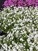 Phlox subulata White Delight - Weisser Polsterphlox