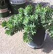 "Callistemon Little John" Dwarf Bottle Brush, One Gallon Container