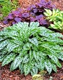 Mystique Pulmonaria Lungwort Plant - Magenta to Blue