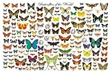BUTTERFLIES OF THE WORLD - 24x36 - ART PRINT / POSTER