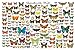 BUTTERFLIES OF THE WORLD - 24x36 - ART PRINT / POSTER